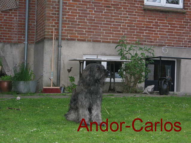 Andor-Carlos