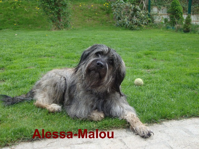 Alessa-Malou