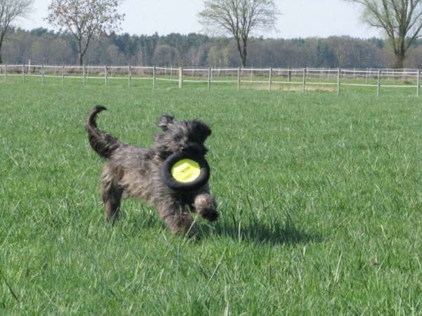 Frisbee