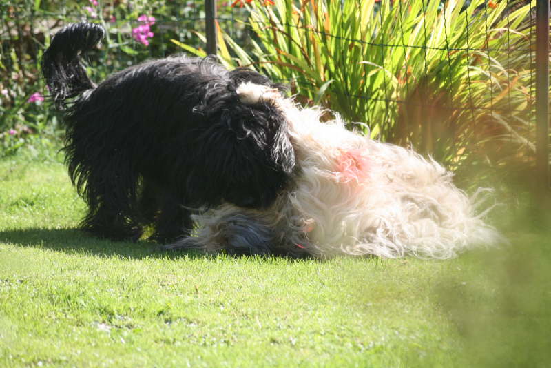 Herbstliches mit Jade und Baika