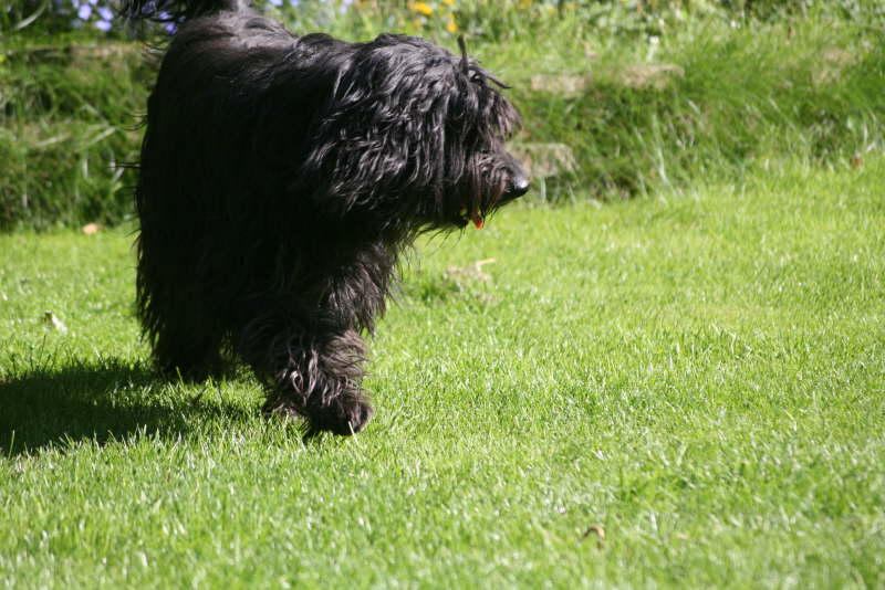 Herbstliches mit Jade und Baika