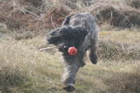 Ostern Holland 2013