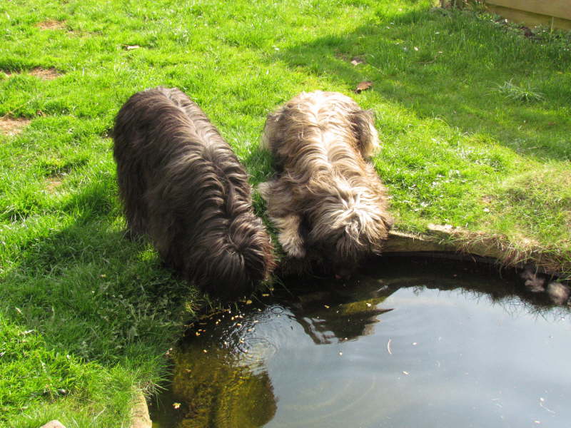 Frhling im Garten