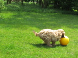 Ein Ferkelball