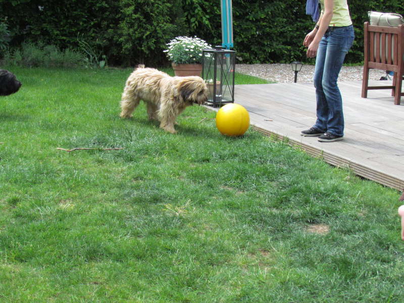 Ein Ferkelball