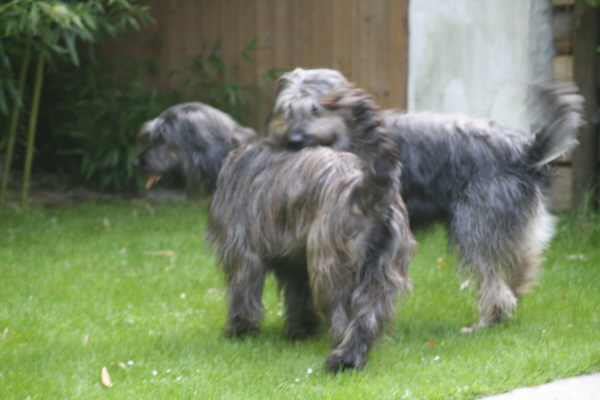 Hochzeit mit Chewie