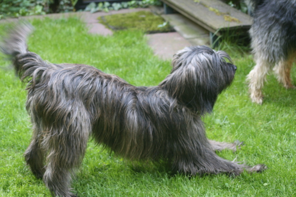 Hochzeit mit Chewie