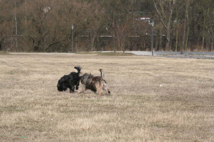 Rudelspaziergang-Phnix-West