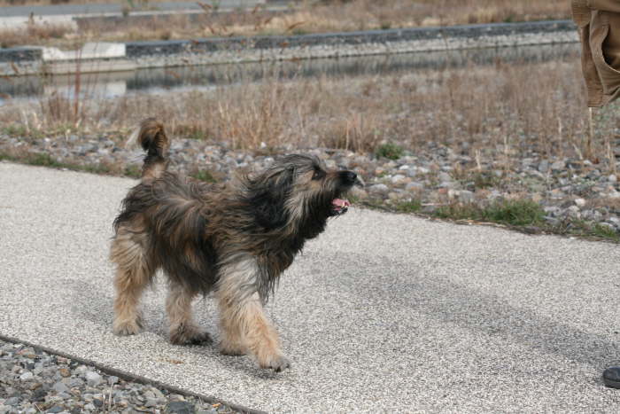 Rudelspaziergang-Ph�nix-West