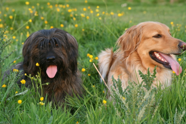 Benga und Cuni