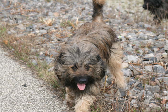 Rudelspaziergang-Phnix-West