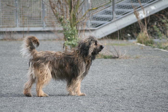 Rudelspaziergang-Phnix-West