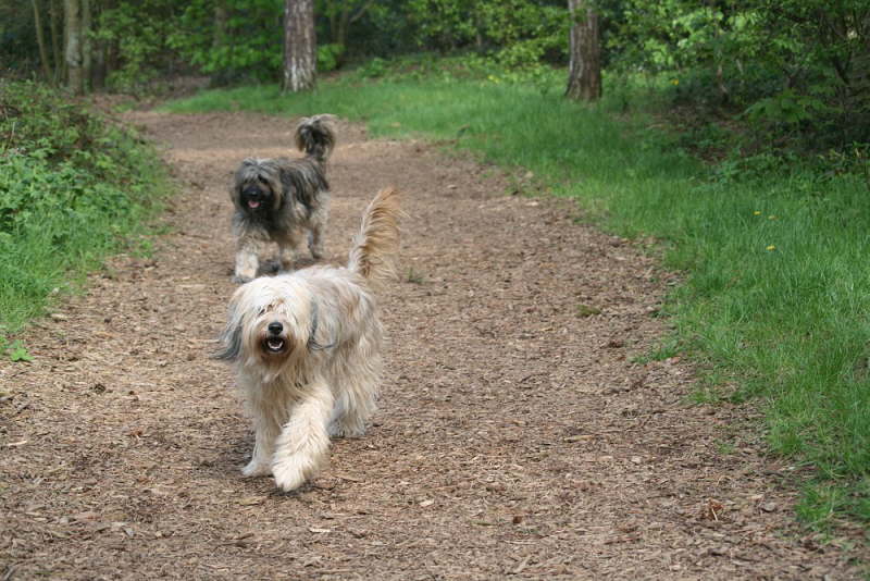 Ringo und Jade