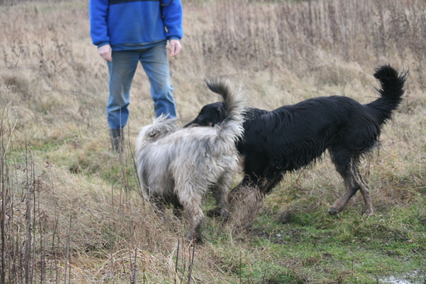 Ringo und Dari