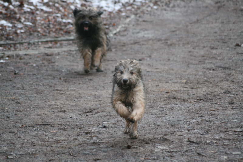 Ringo und Jade