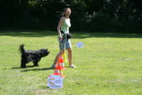 Rally Obedience