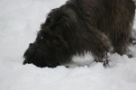 Schnee 2009