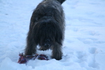 Schnee 2009