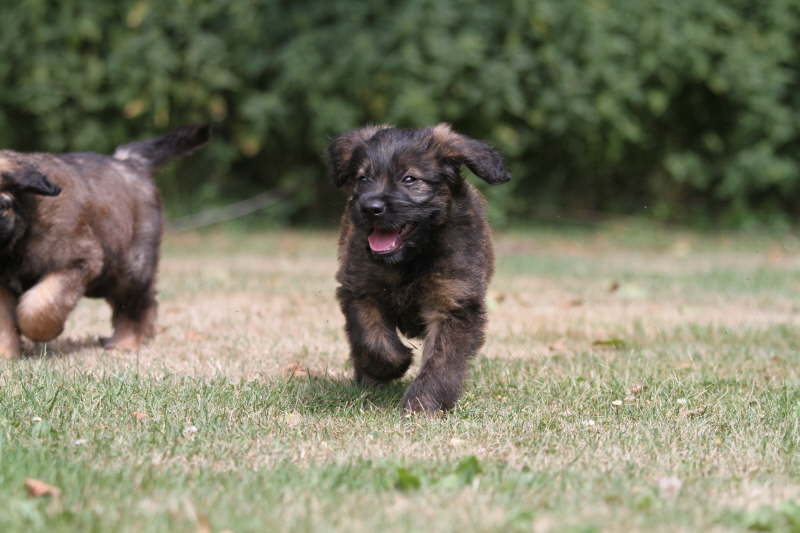 Erfahrungen auf dem Hundeplatz