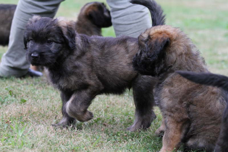 Erfahrungen auf dem Hundeplatz