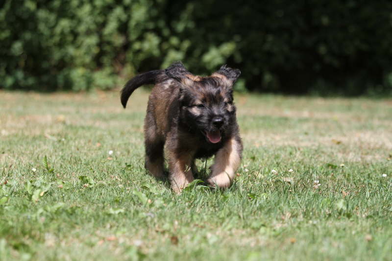 Erfahrungen auf dem Hundeplatz
