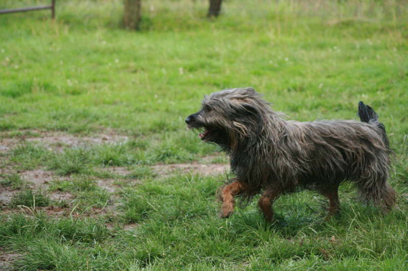 Josie beim Hten