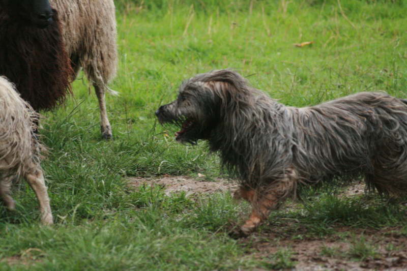 Josie beim Hten