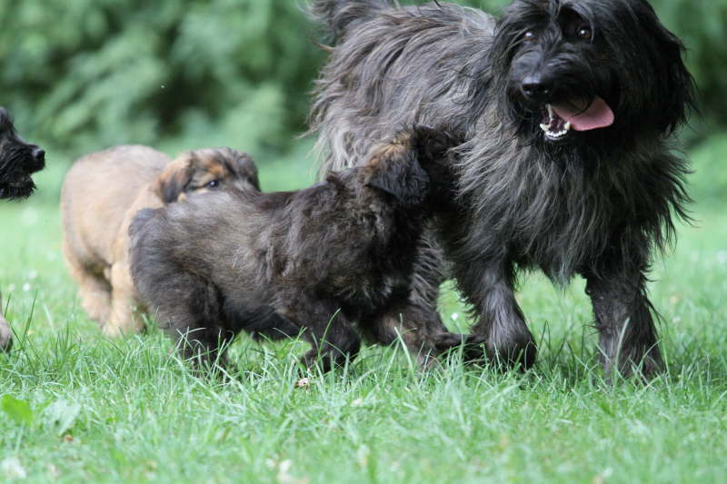 Erfahrungen auf dem Hundeplatz