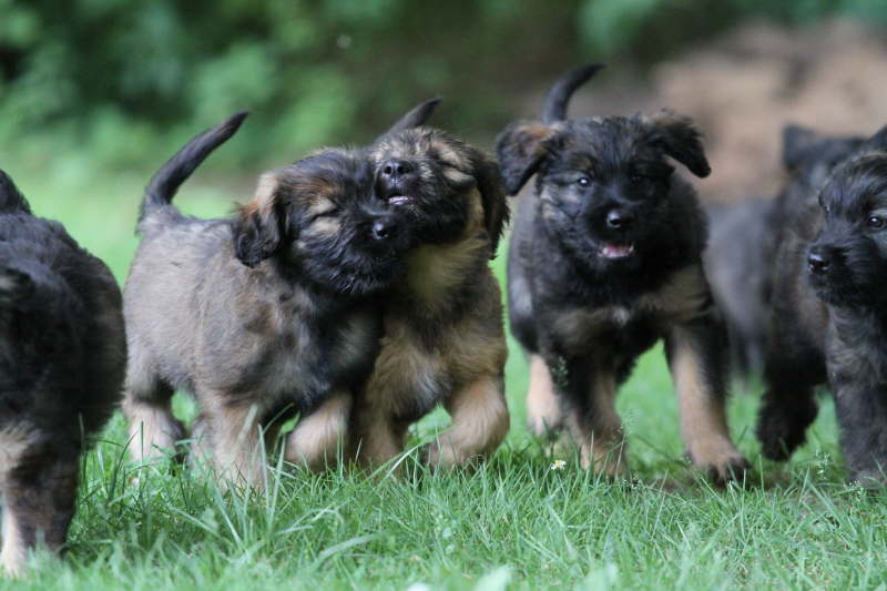 Erfahrungen auf dem Hundeplatz