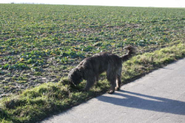 Hundesportverein Holzwickede Ausklang